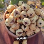 انجیر صدیک سایز درشت