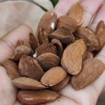 مغز بادام استهبان