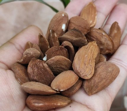 مغز بادام استهبان